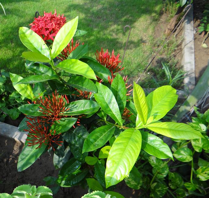 Ixora chinensis